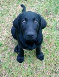 Chocolate lab puppies for sale in fayetteville nc. Chocolate Lab Pups Pets And Animals For Sale North Carolina