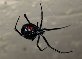 Die top 10 liste der gefährlichsten giftspinnen der welt. Die Giftigsten Spinnen Die Giftigsten Spinnen Der Welt