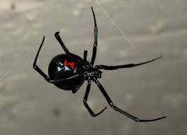 Giftigste spinne der welt trichternetzspinne gefã¤hrliche tiere australien. Die Giftigsten Spinnen Die Giftigsten Spinnen Der Welt