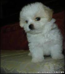 Check out our top quality maltese! Quality Maltese Puppy For Sale Cebu Philippines 632
