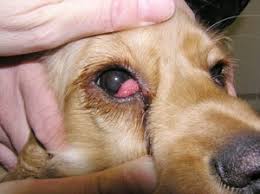 Cherry eye in dogs, known scientifically as a prolapse of the third eyelid gland, is a treatable condition that occurs most commonly in young dogs. Canine Cherry Eye In Dogs