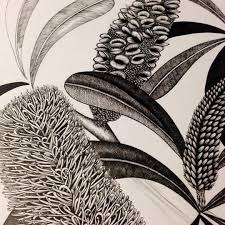 Banksia Pen Drawing In Progress By Paula Zetlein Botanical Drawings Plant Illustration Botanical Prints