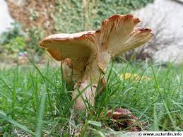 Les champignons non comestible sont les champignons à lamelles, et elle sont impropres à la consommation. Comment Identifier Un Champignon