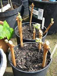 Image result for grapevine cuttings