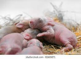 Newborn Rabbits Images Stock Photos Vectors Shutterstock