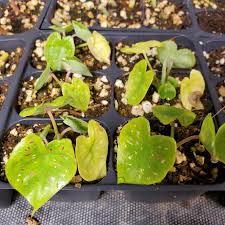 Caladiums florida, grower of over 40 colorful varieties of premium caladium bulbs and the worlds largest distributor of elephant ears bulbs. I Have A Few Unique Caladium Bicolor Varieties Available For Trade Would Prefer To Trade For Other Caladium Bicolor Or Thai Caladium Varieties Takeaplantleaveaplant