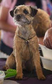 Pin On Border Terrier