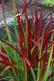 Pin Op Flores Exoticas