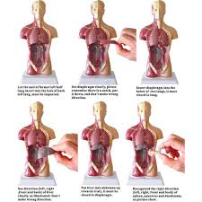 Human organ diagram body organs diagram pic of human body human body parts human anatomy female human anatomy picture body anatomy organs human body organs traditional chinese medicine. Anatomical Human Torso Body Model Educational 3d Picture Human Body Structure Book Anatomy Internal Organ Medical Teaching Mold Medical Science Aliexpress