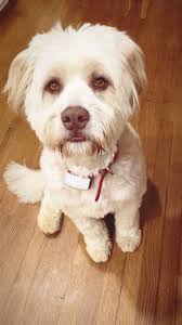 Man dog is so needy.