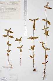 Image result for Mitracarpus hirtus