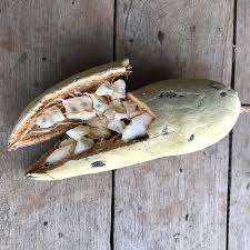 Image result for Vangueriopsis lanciflora