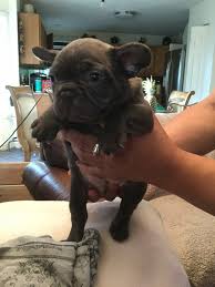 Chicago for sale puppies for sale. French Bulldog Puppies Joliet Il Pets Lovers