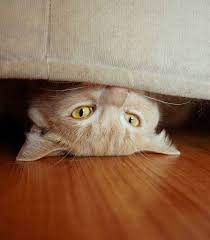 Prozac For Cats Would Your Cat Feel The Benefit