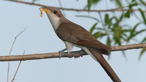 Image result for Coleus cucullatus