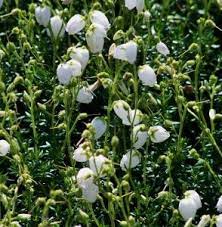 Irish Heath Daboecia Cantabrica Irish Heath Flowers