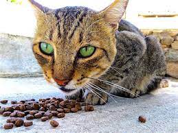 A cat on a vegan diet will die. What Do Vegans Pets Eat I M A Vegan But I Have Dogs And Cats How And Is It Healthy To Make Them Vegan Too Quora