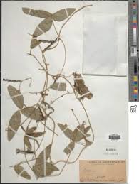 Image result for Teramnus uncinatus