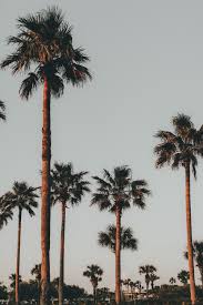 Design your everyday with palm trees wall tapestries you'll love to hang on the wall or lay on the ground. 20 Palm Tree Pictures Hd Download Free Images On Unsplash