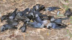 The strains of bird flu detected so far are h5n1, h5n8 and h5. Delhi Crow Deaths Spark Bird Flu Fears Samples Collected Cities News The Indian Express