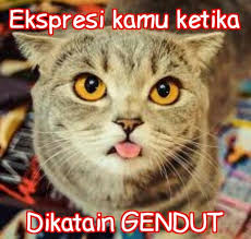Kumpulan Meme Lucu Kumpulan Meme Ekspresi Kucing Lucu In 2020 Memes Call Center Meme Pokemon