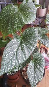 Pin On Houseplants