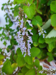 Image result for Coleus hadiensis