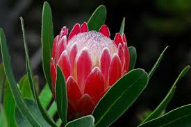 Последние твиты от proteas (@proteas20). Protea Flowers Lovetoknow