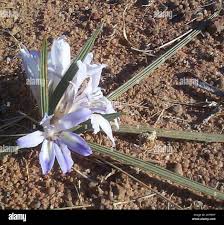 Image result for Babiana bainesii