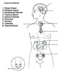Endocrine System Worksheet Endocrine System Endocrine System Hormones Endocrine System Nursing