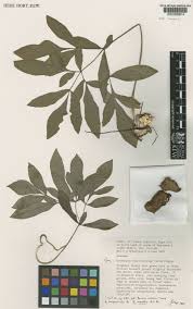 Image result for Gonatopus petiolulatus