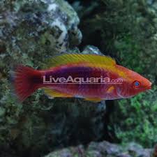Reef safe always reef safe : Multicolor Lubbock S Fairy Wrasse Saltwater Aquarium Fish Wrasse Fish Saltwater Aquarium Fish