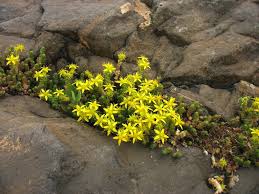 Image result for Sedum ruwenzoriense