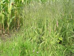 Image result for Digitaria acuminatissima