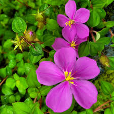 Image result for Heterotis rotundifolia