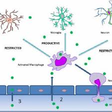 Improved security for your pc. Hiv 1 Neuroinvasion 1 According To The Trojan Horse Hypothesis Download Scientific Diagram