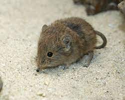smithsonian s national zoo short eared elephant shrew