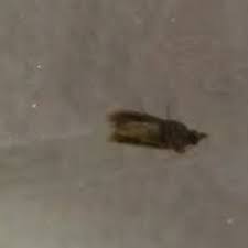 small flying bugs in house ask an expert