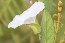 Image result for Aniseia martinicensis