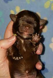 All of our dogs are champion sired and lots of champions in the background. Chase Paw Patrol Litter Chocolate Havanese Male Austin Havanese Puppies In Texas Havanese Puppies Havanese Puppies