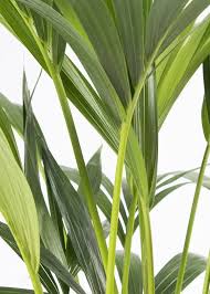 Image result for Howea forsteriana