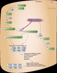 Image result for Bisphosphonates