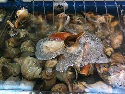 Hello, this is anders625 reporting to you from the caiman islands. Chinese Conch Soup Recipe Cooking With Alison