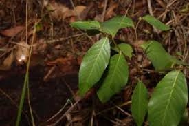 Image result for Bridelia scleroneura