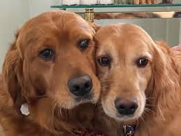 We did not find results for: Golden Retriever Rescue