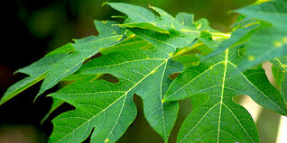 Akan tetapi jika sakit tumit anda semakin hari semakin memburuk maka anda membutuhkan pengobatan. Obati Tumit Pecah Pecah Dan Berkerak Secara Alami Dengan Getah Pepaya Merdeka Com