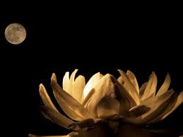 When moon flowers bloom, they emit a special a member of the solanaceae family, this flower typically grows in the caribbean or west indies, blooming at night and closing its flowers during the day. The Night Blooms In The Night Garden New Scientist