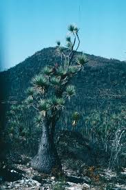 Image result for Beaucarnea