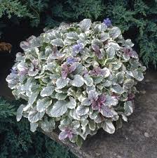 Image result for Ajuga