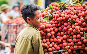 Đáng chú ý, vải thiều bắc giang trong mùa vụ năm nay đã được mở rộng tiêu thụ ở cả thị trường trong nước và quốc tế. Báº¯c Giang Ä'áº©y Máº¡nh Xuc Tiáº¿n Tieu Thá»¥ Váº£i Thiá»u NÄƒm 2021